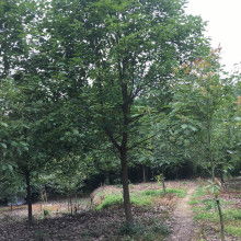 成都崇德聯創苗木專業合作社優質蔬菜供應