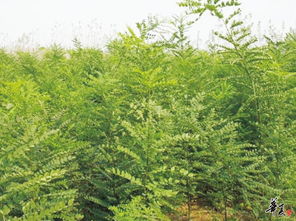 精品苗木與花卉推薦 打造自然雅致的園林空間