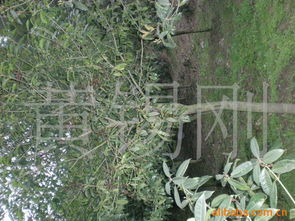 黃錫剛綠化苗木產品列表