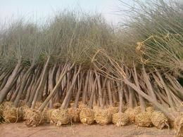 國(guó)槐苗木供應(yīng)與批發(fā)指南 價(jià)格、選購(gòu)渠道全解析