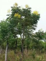 綠化苗木產品介紹及苗木圖片信息