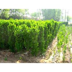 山東綠化苗木基地 專業工程用苗木的優選合作伙伴