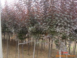 綠化苗木產品列表第293頁 瓜果種植技術與推薦品種