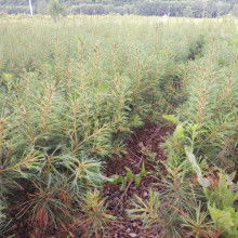 桓仁森淼苗圃的瓜果種植優勢與供應服務