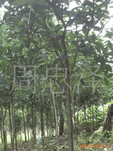 綠化苗木產品列表第239頁 瓜果種植指南