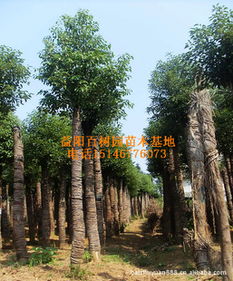 苗木基地批發供應胸徑10-20公分移植截桿香樟指導價與廠商信息