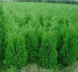 營養缽黑松樹種苗 價格、廠家和圖片全解析