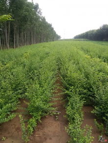 精品苗木大量供應(yīng) 瓜果種植的全方位指南