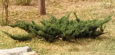 水土保持植物大收羅 不可忽視的苗木力量