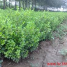 沭陽(yáng)苗木批發(fā)市場(chǎng)全解析 價(jià)格、批發(fā)與廠家指南