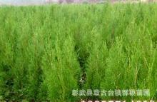 彰武縣章古臺(tái)鎮(zhèn)郭穎苗圃 優(yōu)質(zhì)四年樟子松綠化苗木供應(yīng)