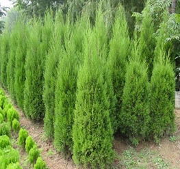 蜀檜風(fēng)姿 皖滁州來(lái)安縣林橋苗木銷售公司的高清鑒賞