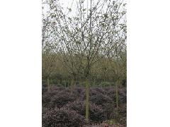 打造綠色未來(lái) 精品苗木與花卉，專賣綠化工程的專業(yè)之選