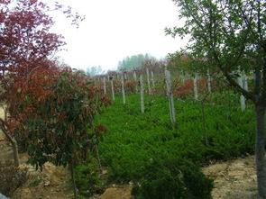 日照茂盛苗木基地 科學(xué)種植與管理下的瓜果樂(lè)園