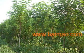 青州芊芊花卉苗木 一站式山東綠化苗木與優(yōu)質(zhì)植樹(shù)袋批發(fā)供應(yīng)