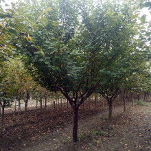 泰安市岱岳區(qū)和正苗木專(zhuān)業(yè)合作社 蔬菜產(chǎn)業(yè)的綠色發(fā)展與現(xiàn)代化實(shí)踐