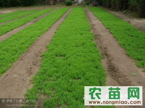 樟子松與油松市場(chǎng)指南 農(nóng)苗網(wǎng)一站式采購(gòu)平臺(tái)