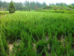 從龍柏綠植到瓜果種植 沭陽(yáng)完美園林的多元化經(jīng)營(yíng)探索