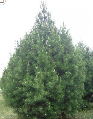 泰安嘉祺苗木 專(zhuān)業(yè)廠家直銷(xiāo)優(yōu)質(zhì)白皮松